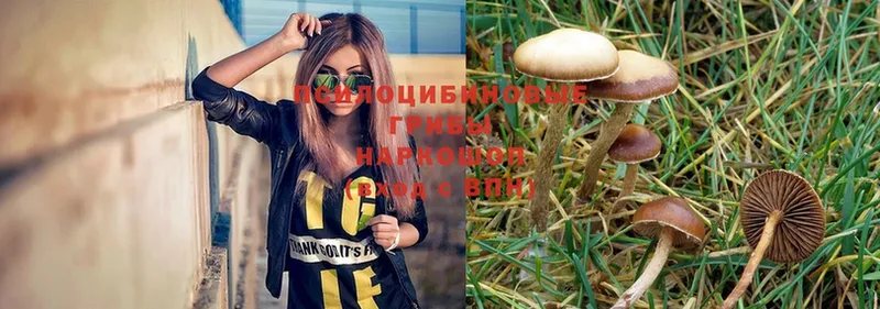 Псилоцибиновые грибы MAGIC MUSHROOMS  Кызыл 