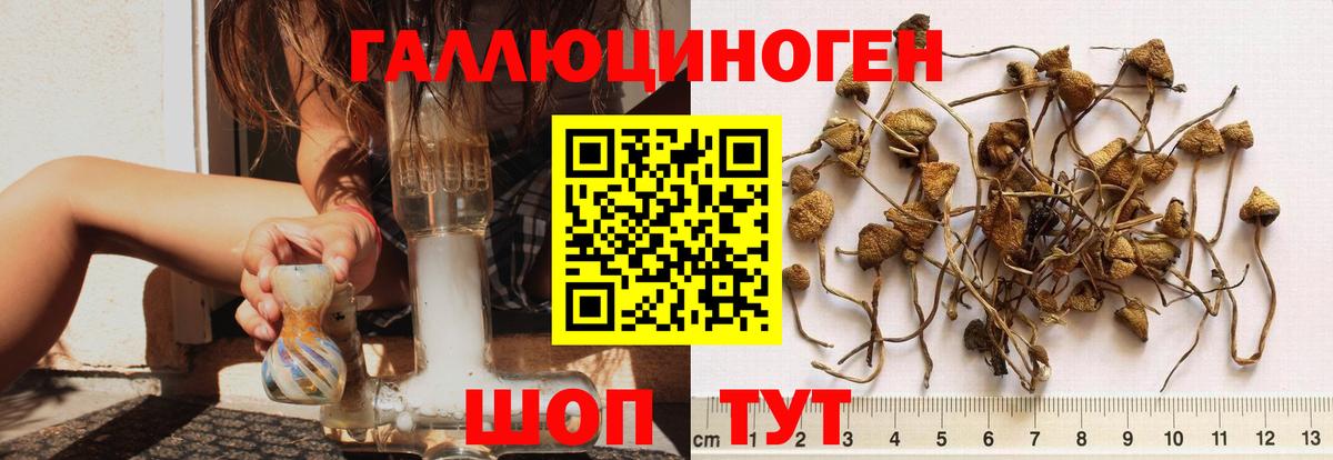 Кызыл  Псилоцибиновые грибы Cubensis  Вход с VPN 